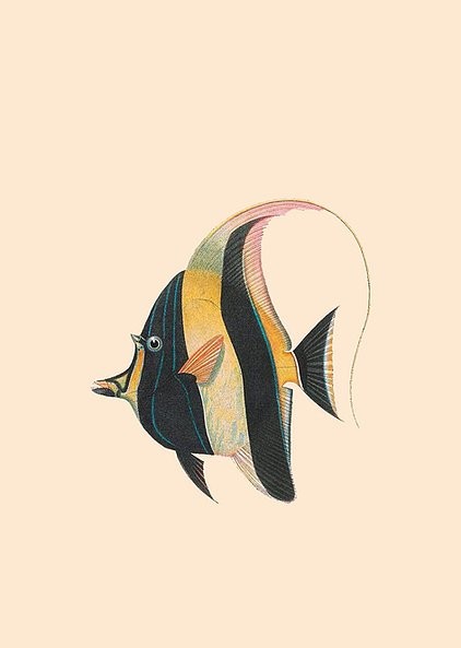 Poster Fisch