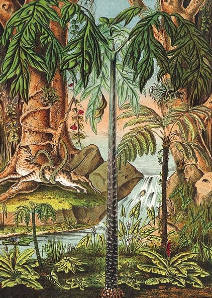 Poster Dschungel