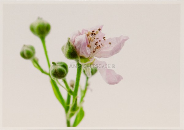 Postkarte &quot;Anna Schamschula - Blüte und Knospen der Brombeere&quot;